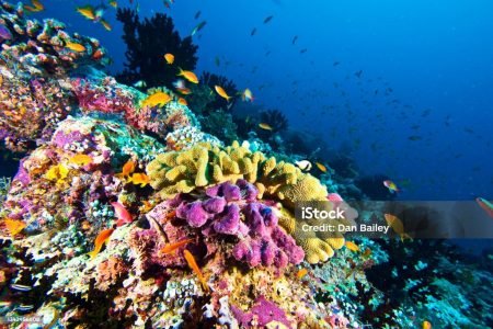 Ras Mohammed by Boat – Full-Day Snorkeling Adventure 🚤