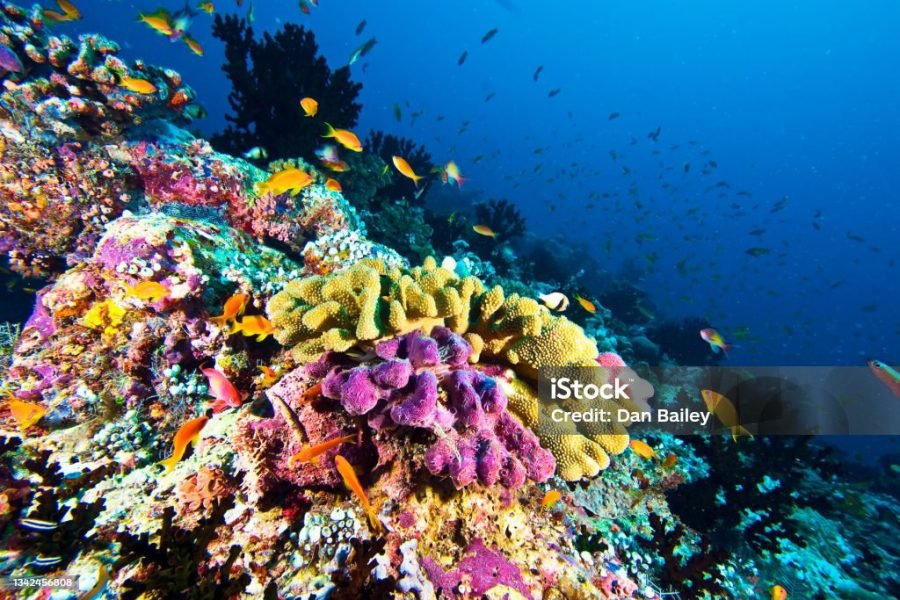 Ras Mohammed by Boat – Full-Day Snorkeling Adventure 🚤