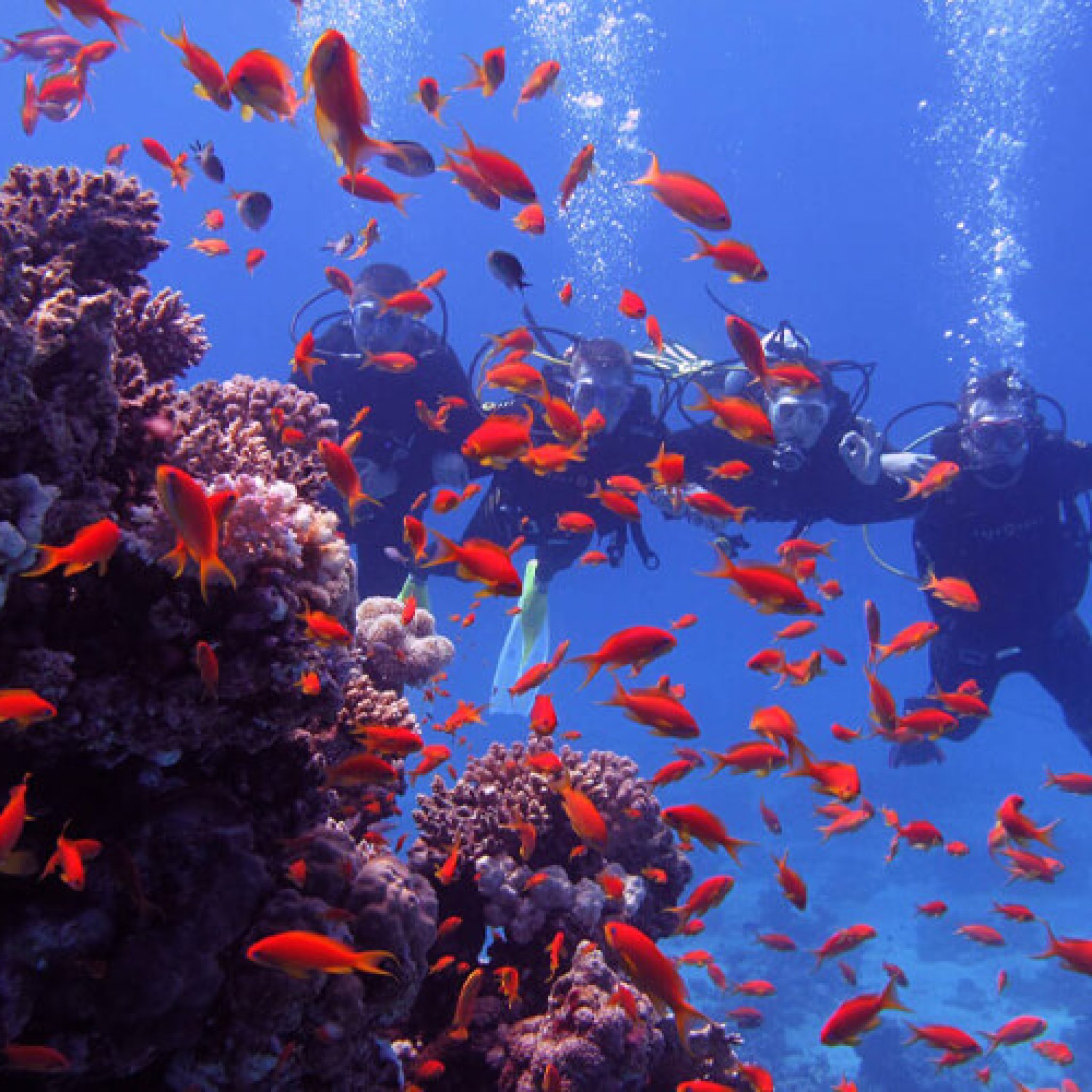 Mahmya-island-Snorkeling-Trip